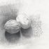 Walnuts (Harry Potter and The Order of the Phoenix)